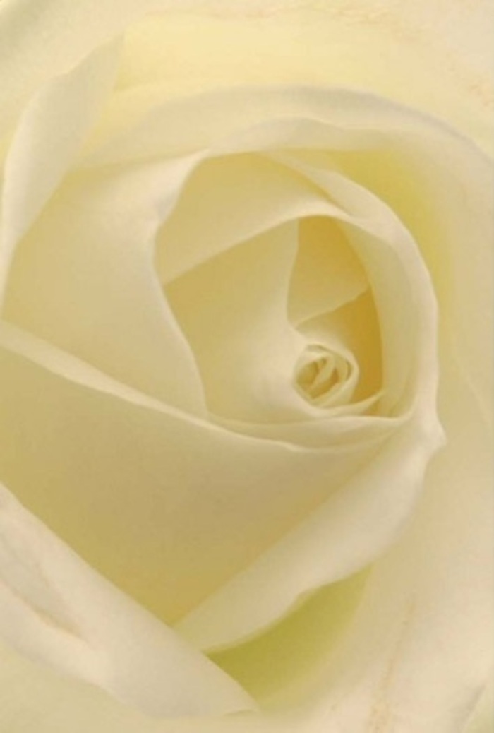 Gazing closely at the heart of this white rose, you become immersed in a study of softness, subtlety, and layered elegance. The innermost petals, tightly yet gently spiraled, capture points of glowing, almost ethereal light-suggesting the bloom is illuminated from within, much like the first golden hour sunlight that spills along the Victorian terraces of New Cross. The outer petals melt into one another in a seamless palette of warm white and creamy tones, forming an aura of tranquility and sophistication. As a local florist who crafts arrangements for all of SE14, from friendly gatherings along New Cross Road to thoughtful tributes for community celebrations, I see this rose as a universal emblem for heartfelt sentiments-be it sincere apology, romantic intention, or the centrepiece at a wedding reception in Goldsmiths' garden. The nearly perfect spiral of the core radiates purity, and the slight differences in hue and shadow lend depth and vitality. Even in stillness, you can almost sense its clean, gentle fragrance-subtle, serene, and always welcome. Such a composition reflects the care and artistry New Cross residents cherish in their floral traditions.